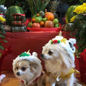 Meet your Posher, Julia